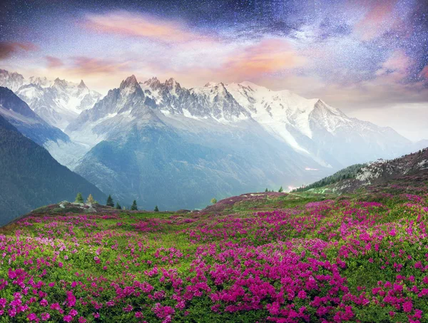 Alpesi rododendronok Chamonix hegyvidéki területein — Stock Fotó