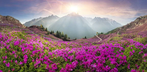 Alpenrhododendron auf den Bergfeldern von Chamonix — Stockfoto