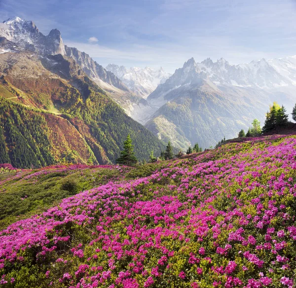 Rododendri alpini sui campi montani di Chamonix — Foto Stock