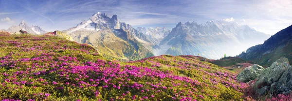 Alpejskie rododendrony na polach górskich w Chamonix — Zdjęcie stockowe