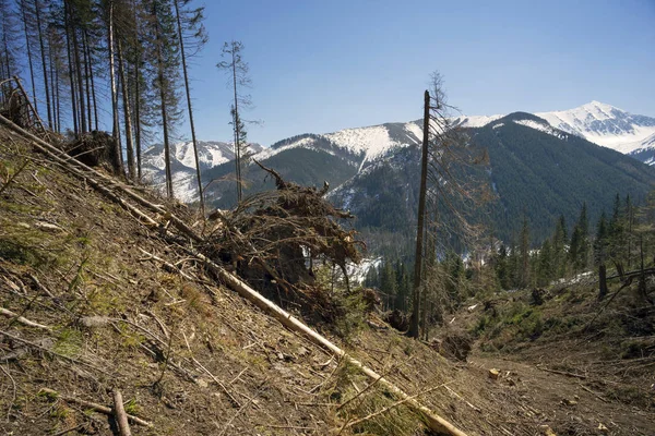 Deforestazione nelle montagne dei Tatra — Foto Stock