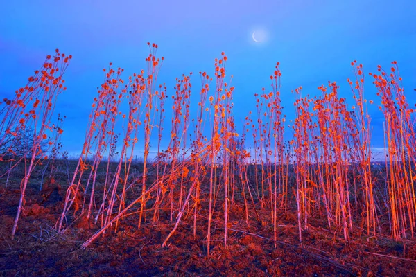 Grama de fogo à noite — Fotografia de Stock