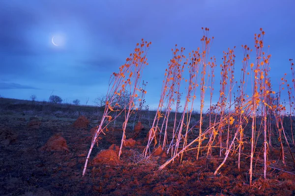 Grama de fogo à noite — Fotografia de Stock