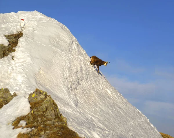 Tatras, üstünde keçi — Stok fotoğraf