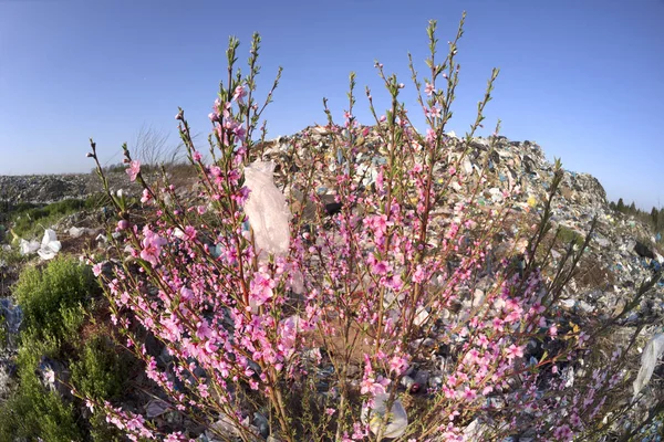 Sakura en un montón de basura —  Fotos de Stock