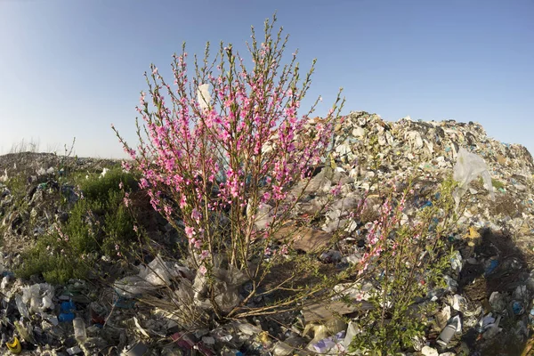 ゴミの山の上の桜 — ストック写真