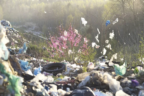 Sakura está floreciendo en un montón de basura — Foto de Stock