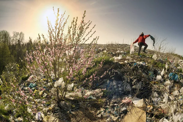 Sakura und der Aasfresser — Stockfoto