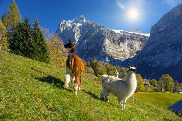 Láma a háttérben az Alpok — Stock Fotó