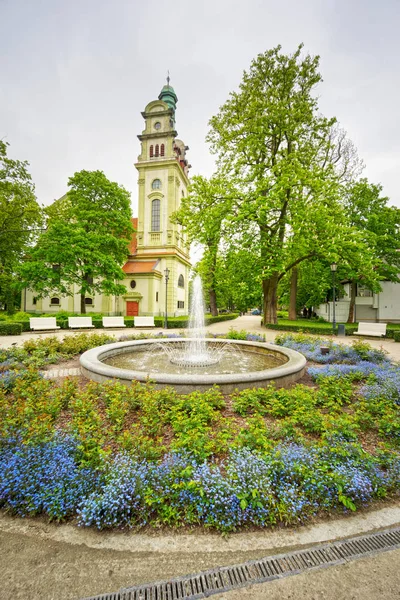 Olivenblüten Landschaftspark — Stockfoto