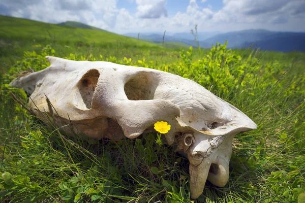 잔디에 거대한 두개골 — 스톡 사진
