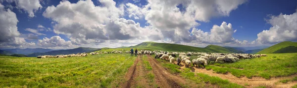 Ένα κοπάδι πρόβατα σε ένα βουνό — Φωτογραφία Αρχείου