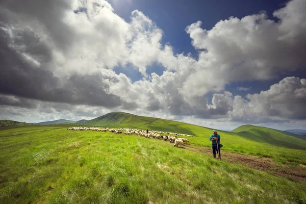Dağdaki bir koyun sürüsü. — Stok fotoğraf