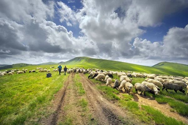 Dağdaki bir koyun sürüsü. — Stok fotoğraf