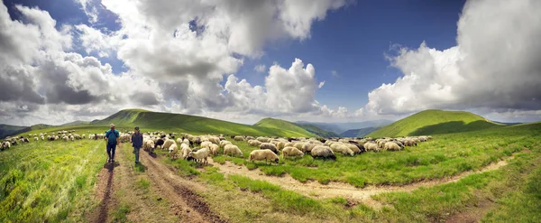 Un gregge di pecore su un monte — Foto Stock