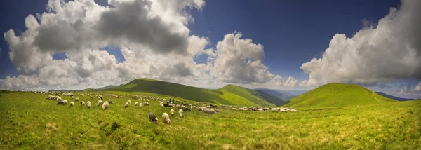 Um rebanho de ovelhas em uma montanha — Fotografia de Stock