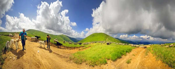 Um rebanho de ovelhas em uma montanha — Fotografia de Stock