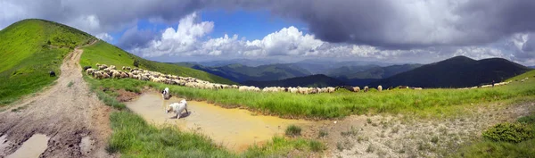 Um rebanho de ovelhas em uma montanha — Fotografia de Stock