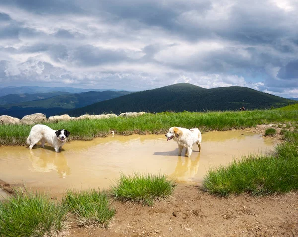 Un gregge di pecore su un monte — Foto Stock