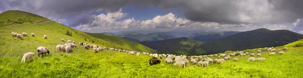 Un gregge di pecore su un monte — Foto Stock