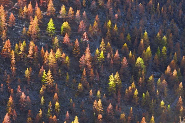 Bosque de Alerce cerca de Matterhorn —  Fotos de Stock