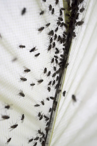 Insect vliegt in een toeristische tent — Stockfoto