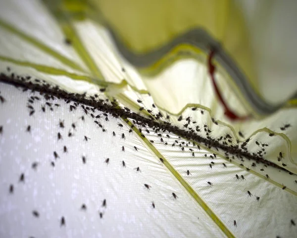 Комахи літають у туристичному наметі — стокове фото