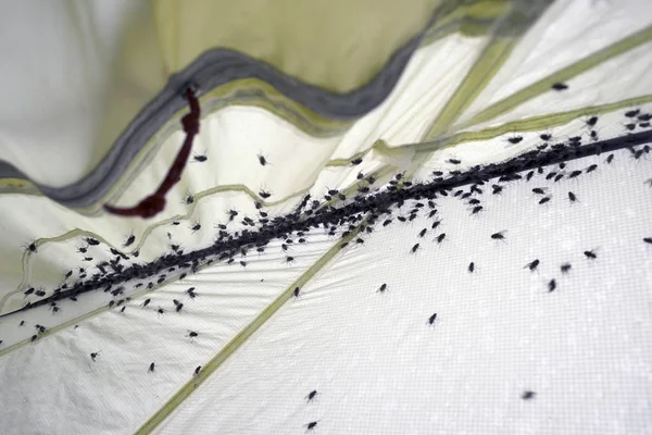 Insect flies in a tourist tent — Stock Photo, Image