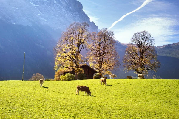Encostas Montanha Chamonix Nos Alpes São Bonitos Com Panorama Toothy — Fotografia de Stock