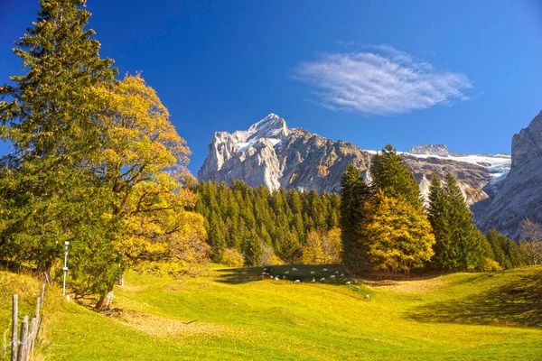Encostas Montanha Chamonix Nos Alpes São Bonitos Com Panorama Toothy — Fotografia de Stock