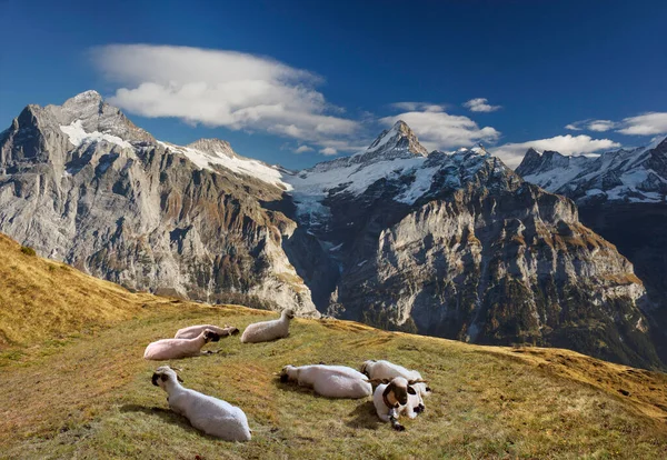 Encostas Montanha Chamonix Nos Alpes São Bonitos Com Panorama Toothy — Fotografia de Stock