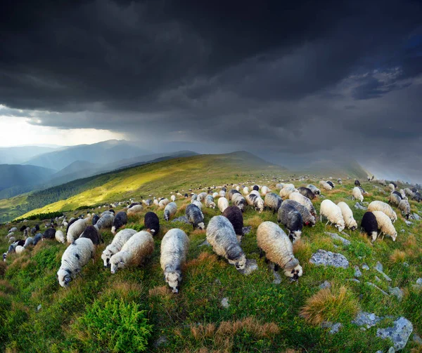 Europese Bergen Traditionele Herders Hooggelegen Velden Herders Met Honden Grazen — Stockfoto