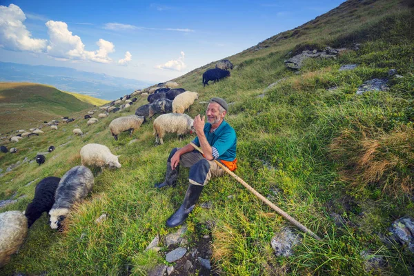 Montagne Europee Pastori Tradizionali Nei Campi Alta Quota Pastore Mal — Foto Stock