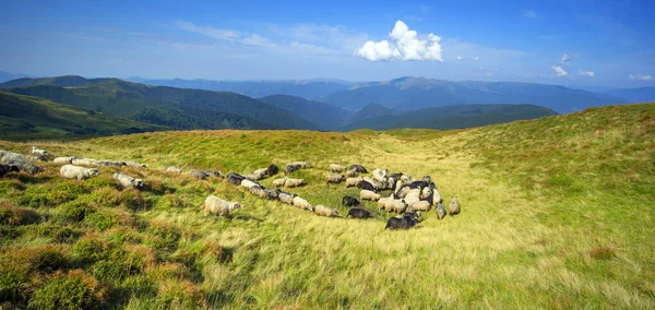 Montagne Europee Pastori Tradizionali Nei Campi Alta Quota Pastori Con — Foto Stock