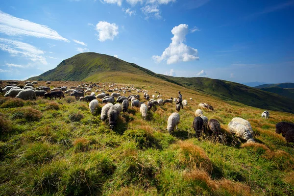 Európai Hegyek Hagyományos Pásztorkodás Nagy Magasságú Területeken Pásztorok Kutyákkal Legelnek — Stock Fotó