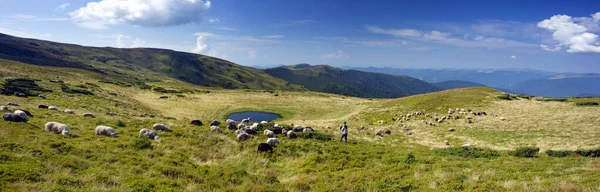 Tradiční Pastevectví Evropských Horách Vysokohorských Polích Pastýři Psy Pasou Velká — Stock fotografie