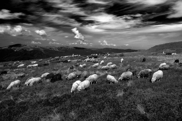 Europejskie Góry Tradycyjne Pasterstwo Polach Wysokościowych Pasterze Psami Wypasają Duże — Zdjęcie stockowe