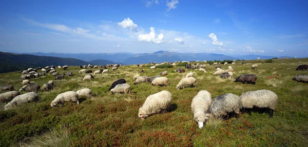 Montañas Europeas Pastoreo Tradicional Campos Gran Altitud Pastores Con Perros —  Fotos de Stock