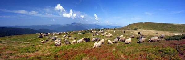 Tradiční Pastevectví Evropských Horách Vysokohorských Polích Pastýři Psy Pasou Velké — Stock fotografie
