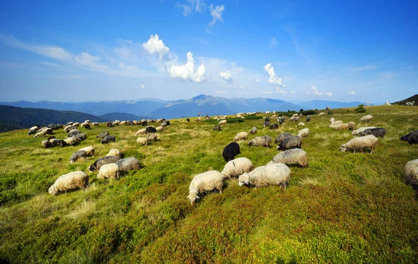 欧洲山区传统的高原地区放牧 带狗的牧羊人放牧大群羊 提供羊毛 牛奶和肉 — 图库照片
