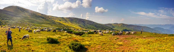 Montanhas Europeias Pastoreio Tradicional Campos Alta Altitude Pastores Com Cães — Fotografia de Stock