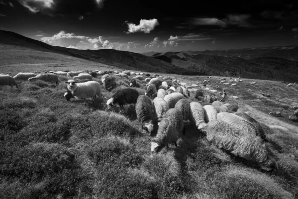 Montanhas Europeias Pastoreio Tradicional Campos Alta Altitude Pastores Com Cães — Fotografia de Stock