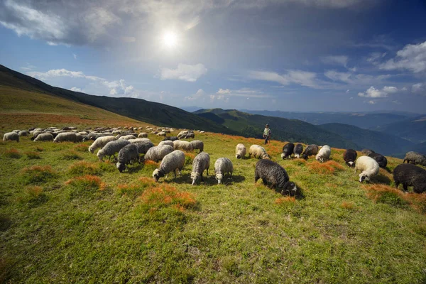 Montagne Europee Pastori Tradizionali Nei Campi Alta Quota Pastori Con — Foto Stock