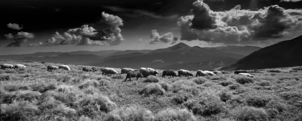 Montanhas Europeias Pastoreio Tradicional Campos Alta Altitude Pastores Com Cães — Fotografia de Stock
