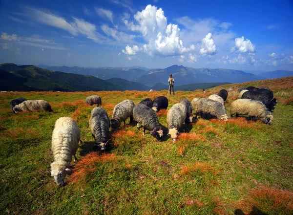 Europese Bergen Traditionele Herders Hooggelegen Velden Herders Met Honden Grazen — Stockfoto