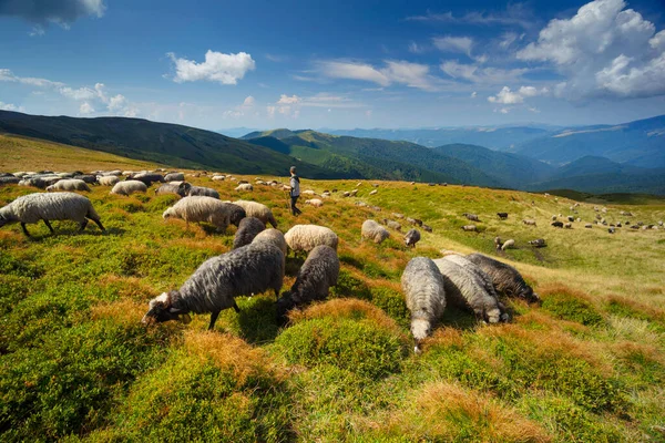 Avrupa Dağları Yüksek Irtifada Geleneksel Çobanlık Yapıyor Köpekli Çobanlar Yün — Stok fotoğraf