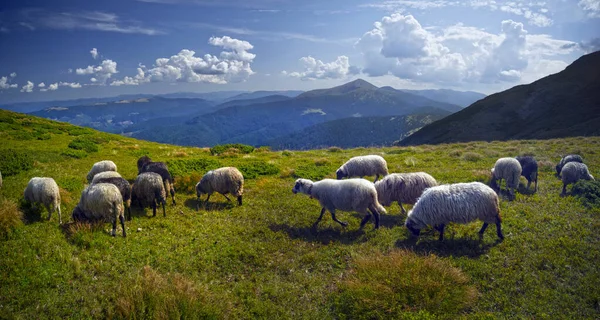 Montanhas Europeias Pastoreio Tradicional Campos Alta Altitude Pastores Com Cães — Fotografia de Stock