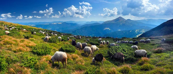 Montanhas Europeias Pastoreio Tradicional Campos Alta Altitude Pastores Com Cães — Fotografia de Stock