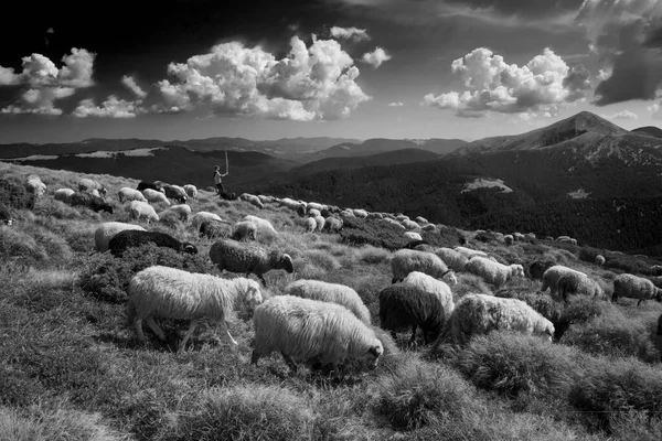 Tradiční Pastevectví Evropských Horách Vysokohorských Polích Pastýři Psy Pasou Velké — Stock fotografie