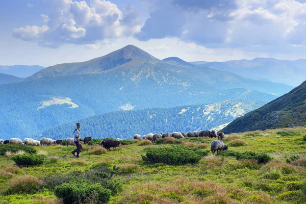 Tradiční Pastevectví Evropských Horách Vysokohorských Polích Pastýři Psy Pasou Velká — Stock fotografie